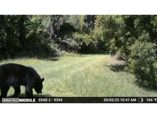 11816 SE County Road 234 Micanopy FL 32667 - STAFFORD POND GC539603 image68
