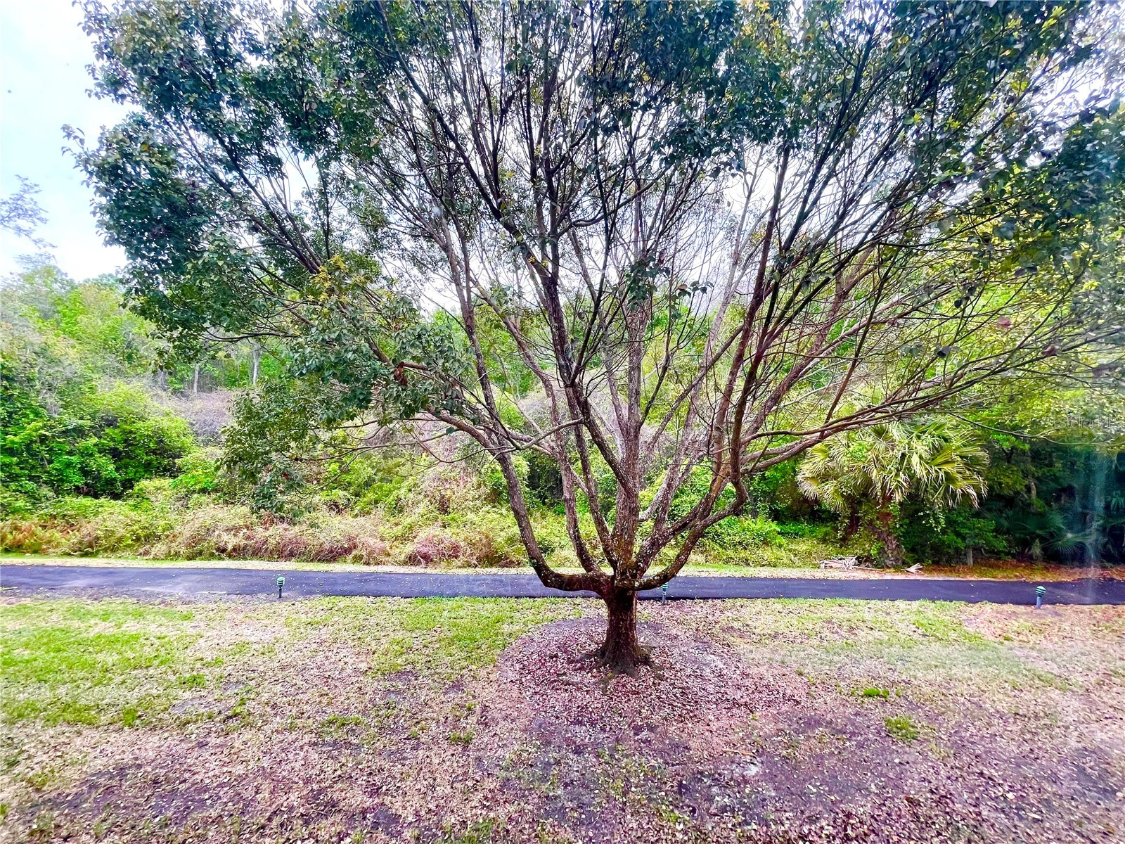 1182 Pine Ridge Circle W #C-2 Tarpon Springs FL 34688 W7886265 image24