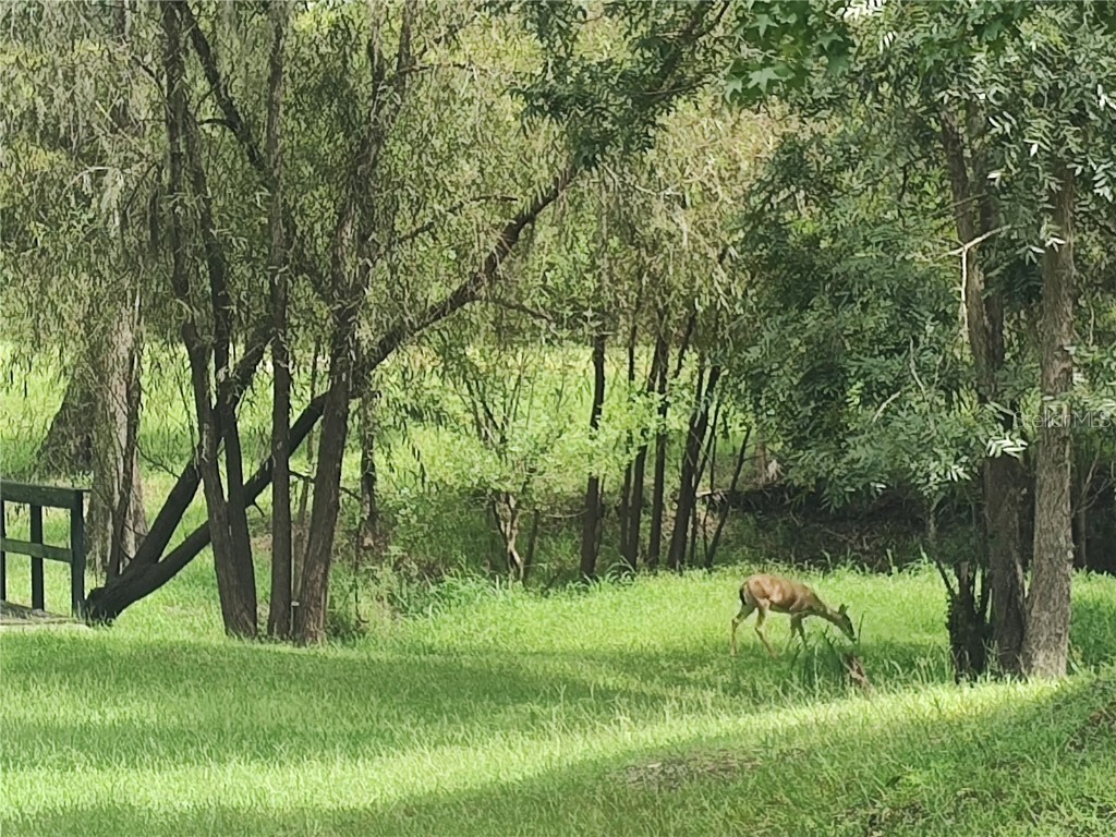 1183 NW Girl Scout Road Arcadia FL 34266 - PEACE RIVER C7511769 image38