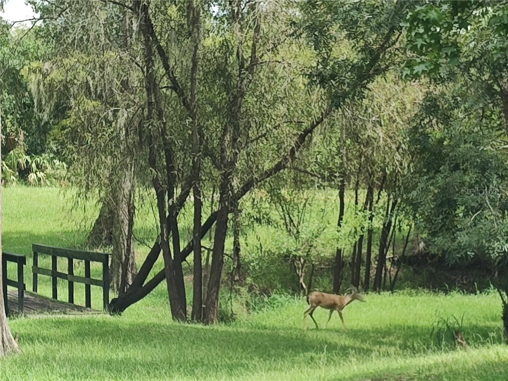 1183 NW Girl Scout Road Arcadia FL 34266 - PEACE RIVER C7511769 image39