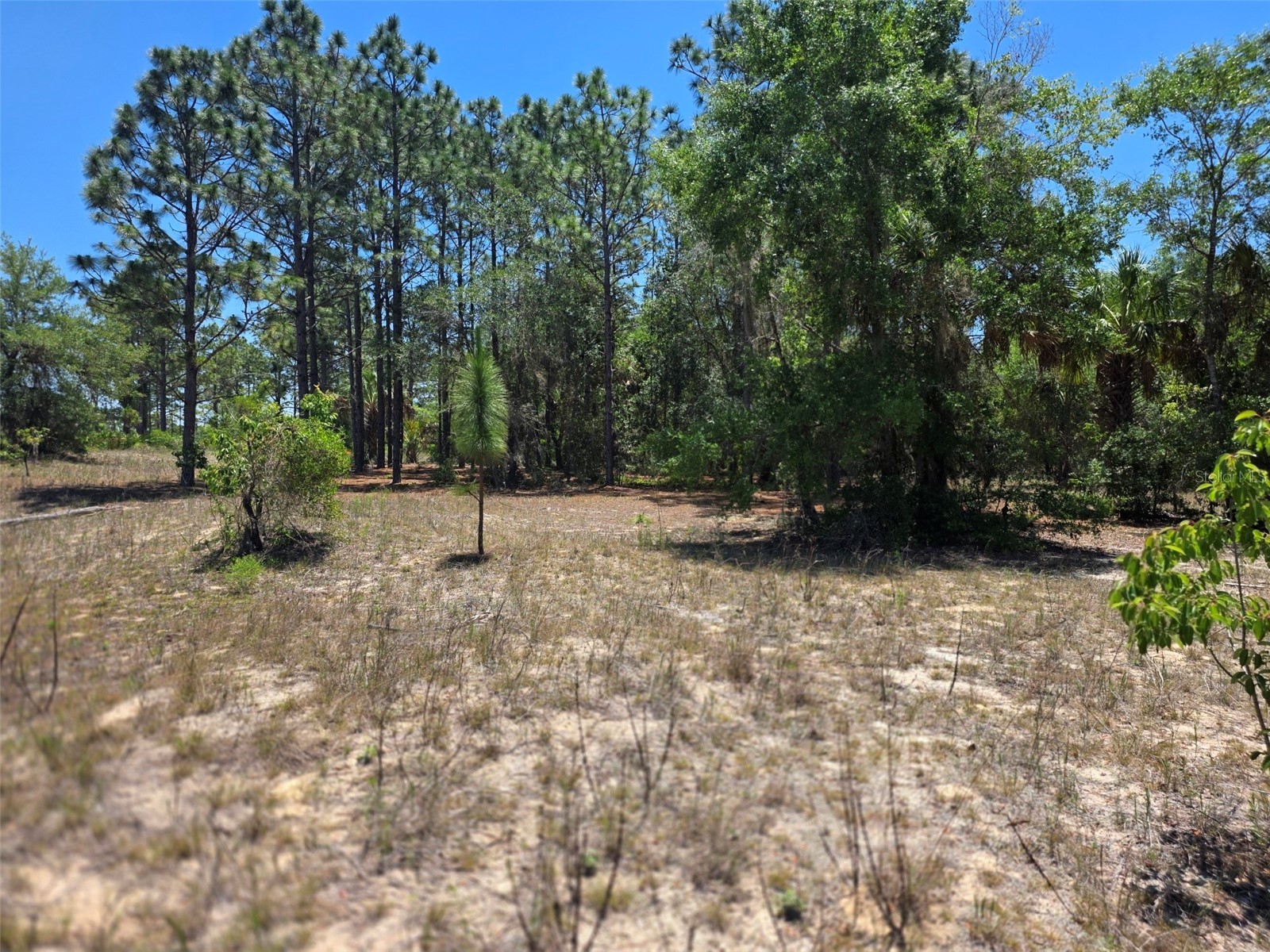 11837 N Captiva Terrace Dunnellon FL 34433 OM724803 image1