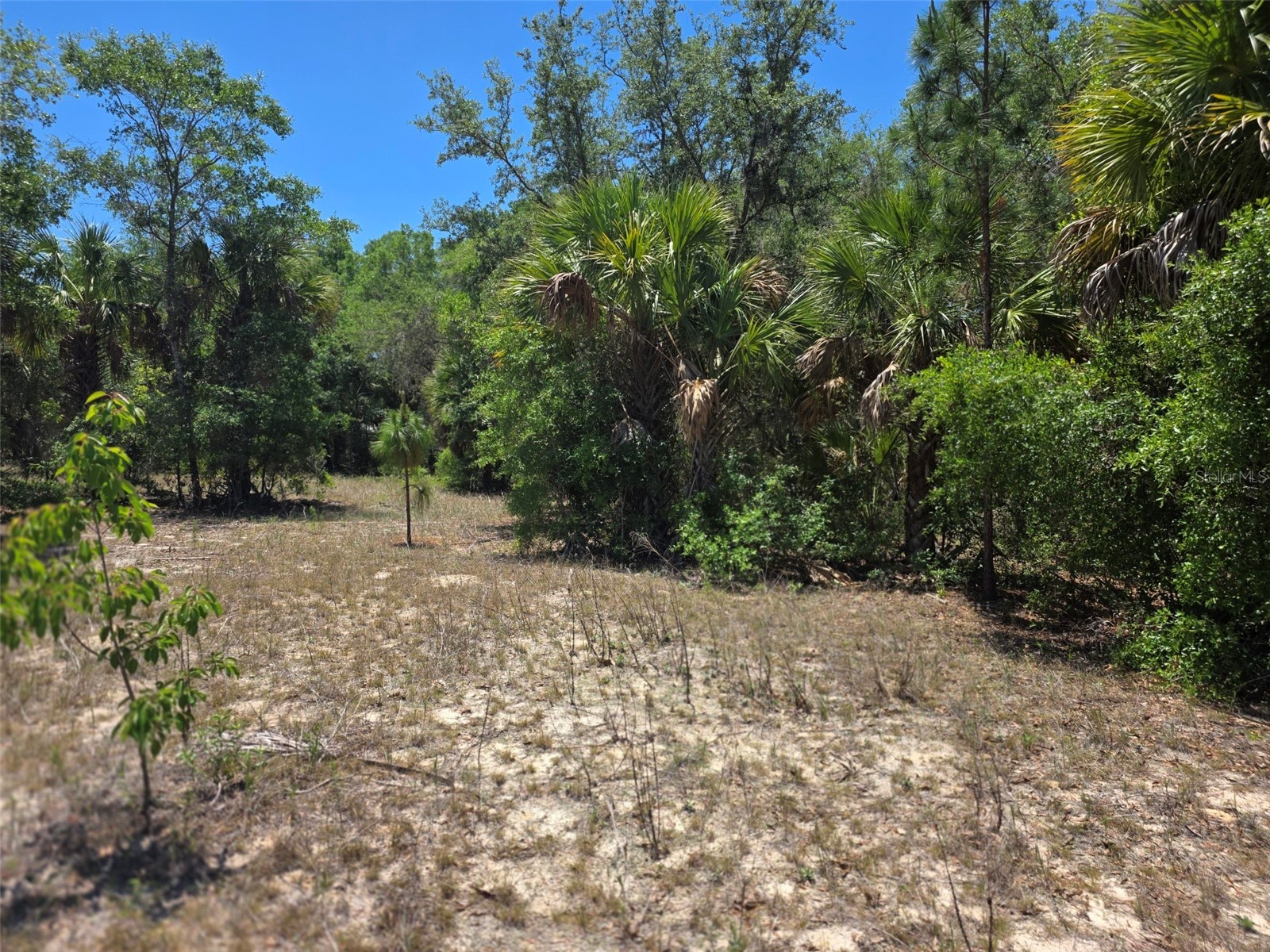 11837 N Captiva Terrace Dunnellon FL 34433 OM724803 image3