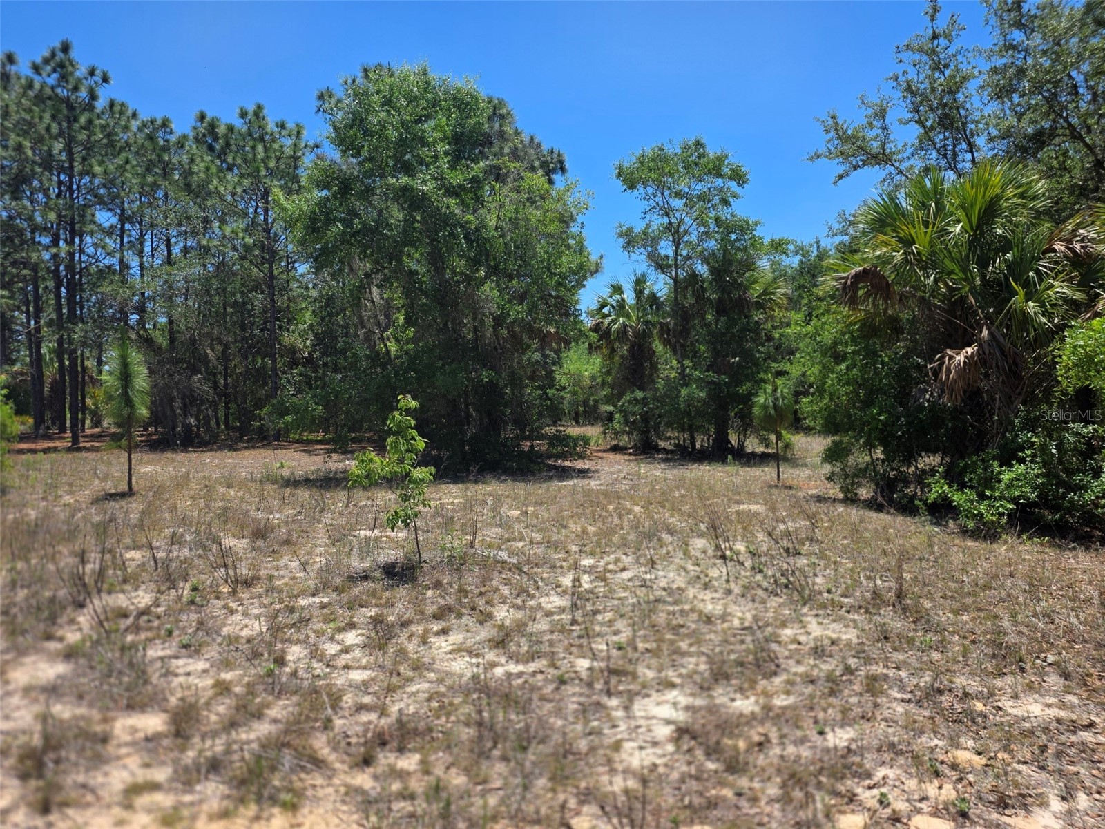 11837 N Captiva Terrace Dunnellon FL 34433 OM724803 image7
