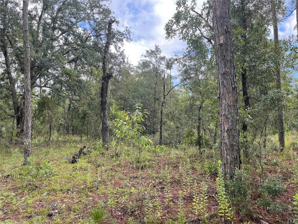 11851 SE 55th Lane Morriston FL 32668 OM704840 image1