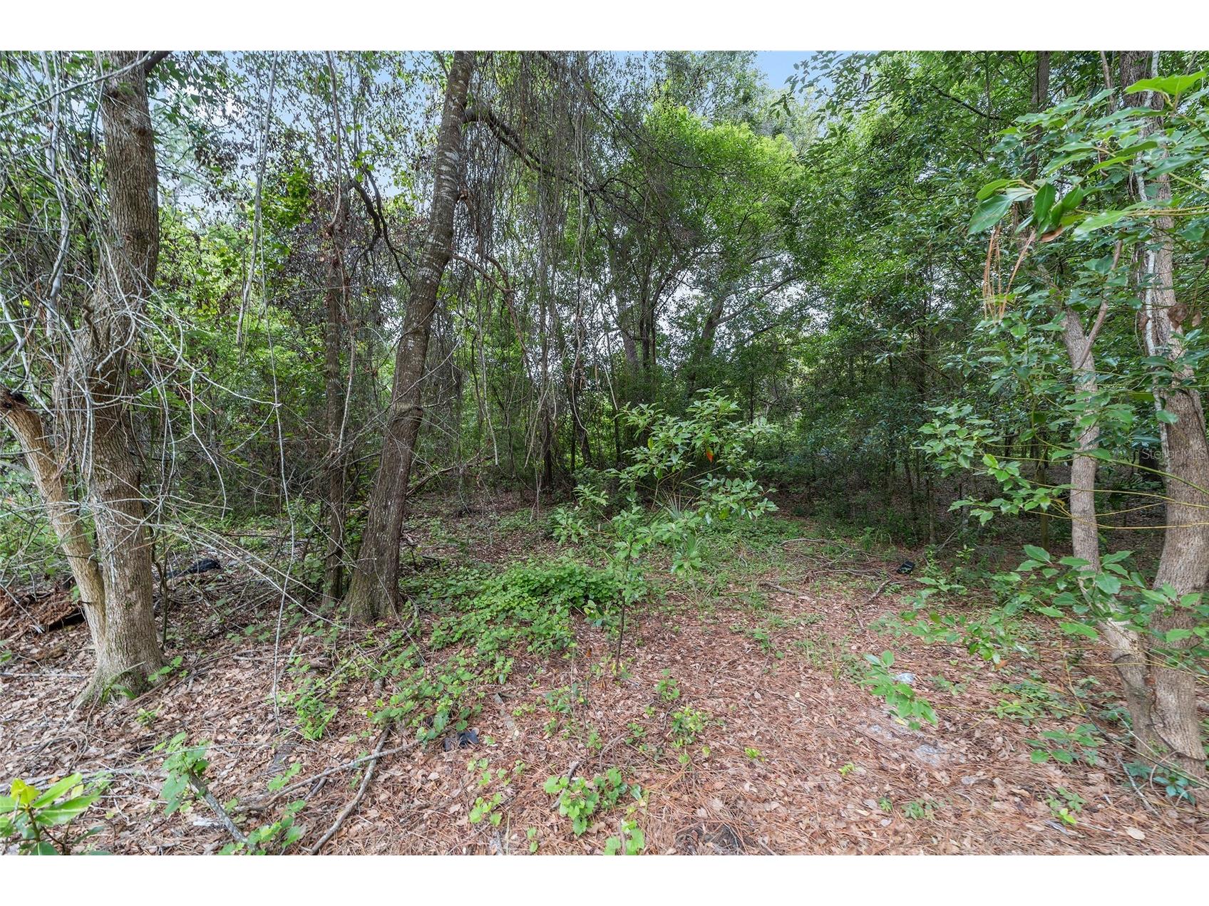 11895 SE 136th Court Ocklawaha FL 32179 OM726397 image9