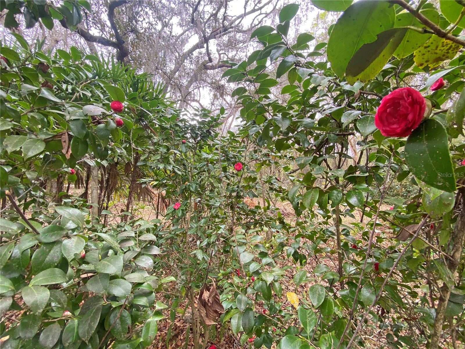 119 Twin Lakes Road Hawthorne FL 32640 GC538681 image11