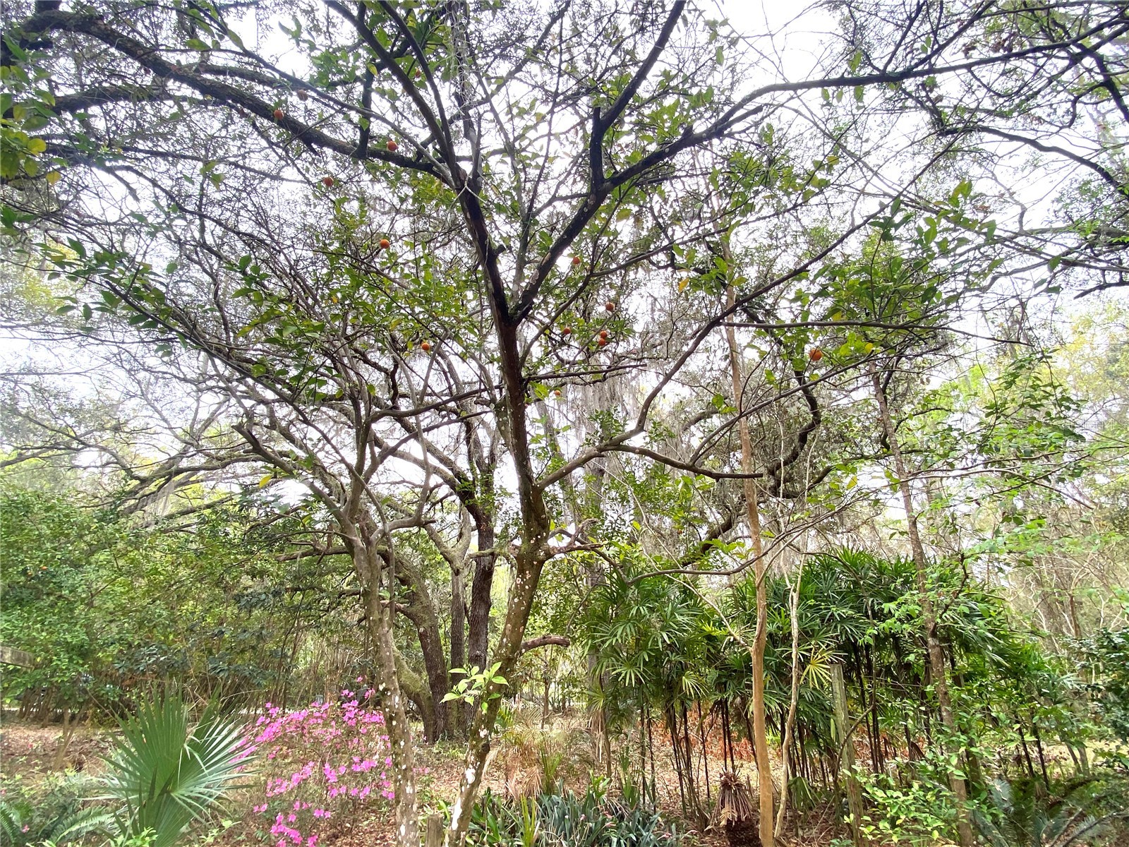 119 Twin Lakes Road Hawthorne FL 32640 GC538681 image13