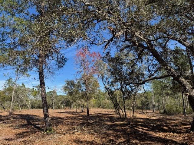 11901 Ne 150th Ave Road Fort Mc Coy FL 32134 OM687596 image10