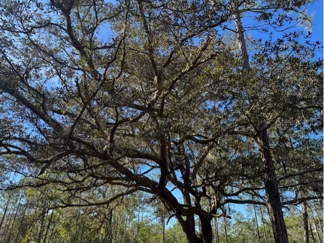 11901 Ne 150th Ave Road Fort Mc Coy FL 32134 OM687596 image6