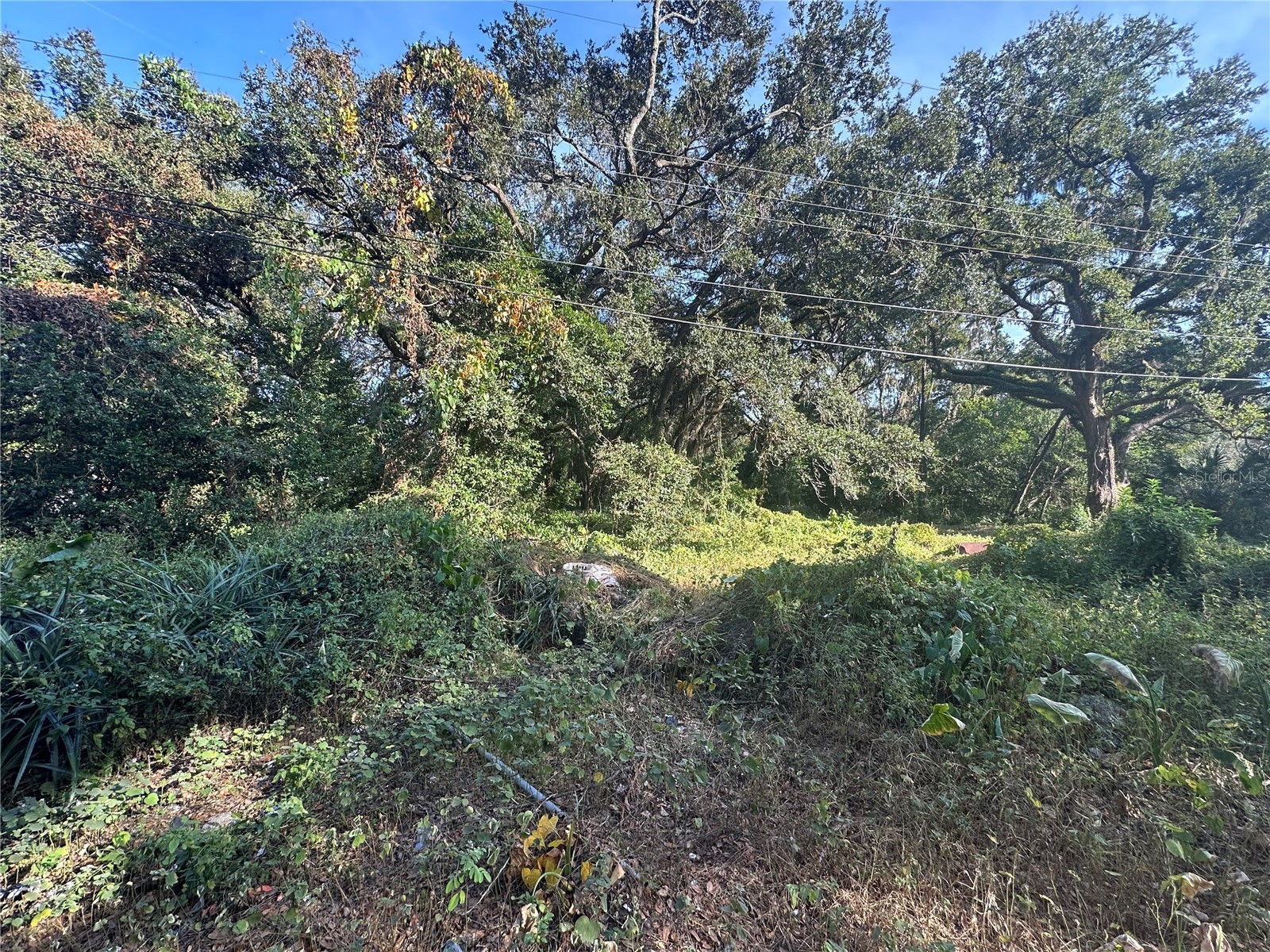 11911 Leroy Sheppard Road Thonotosassa FL 33592 TB8469454 image3