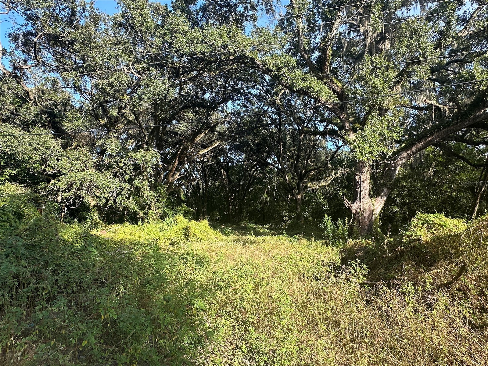 11911 Leroy Sheppard Road Thonotosassa FL 33592 TB8469454 image7