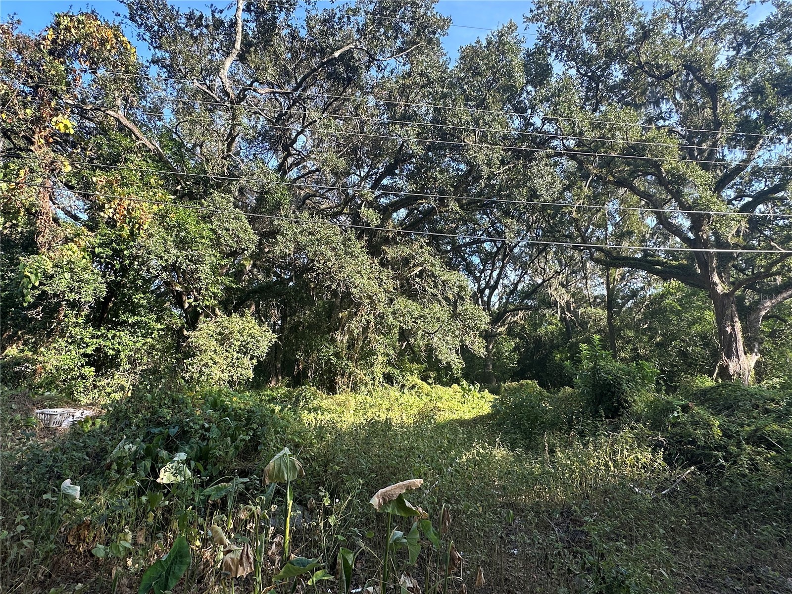 11911 Leroy Sheppard Road Thonotosassa FL 33592 TB8469454 image8