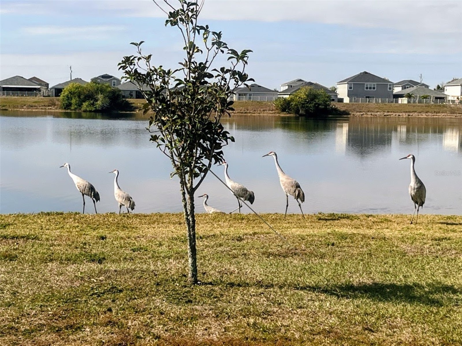 11951 Downy Birch Drive Riverview FL 33569 TB8472295 image23