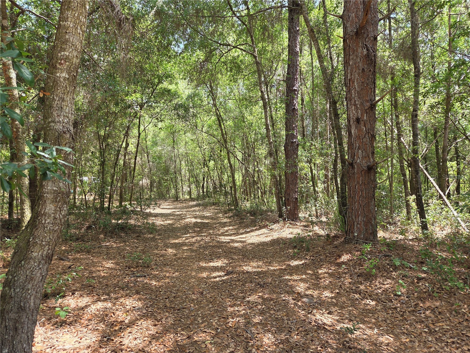 11953 N Glenview Avenue Dunnellon FL 34434 OM723767 image1