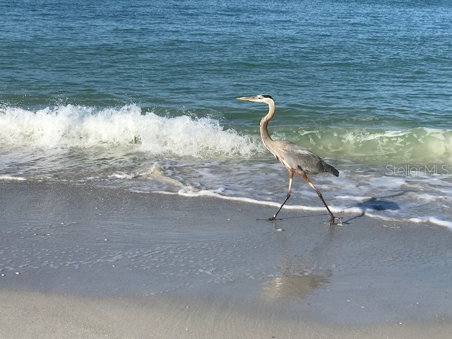 11975 3rd Street E #6 Treasure Island FL 33706 TB8434432 image33