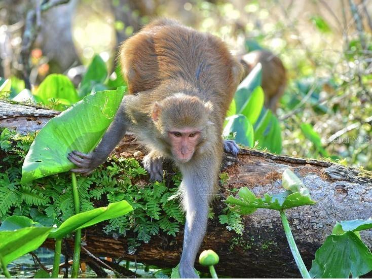 12 Hemlock Circle Ocala FL 34472 O6350207 image32