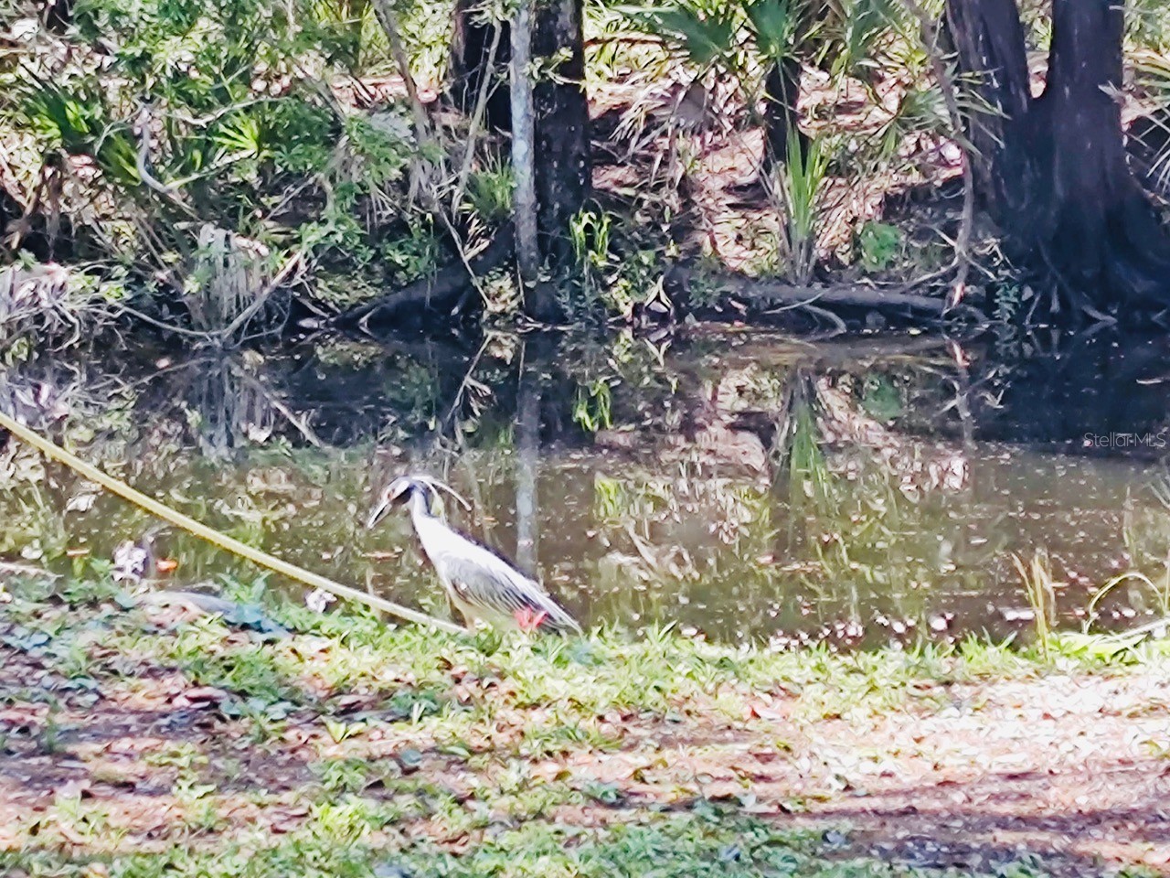 12 Palm Drive Yankeetown FL 34498 GC536906 image44