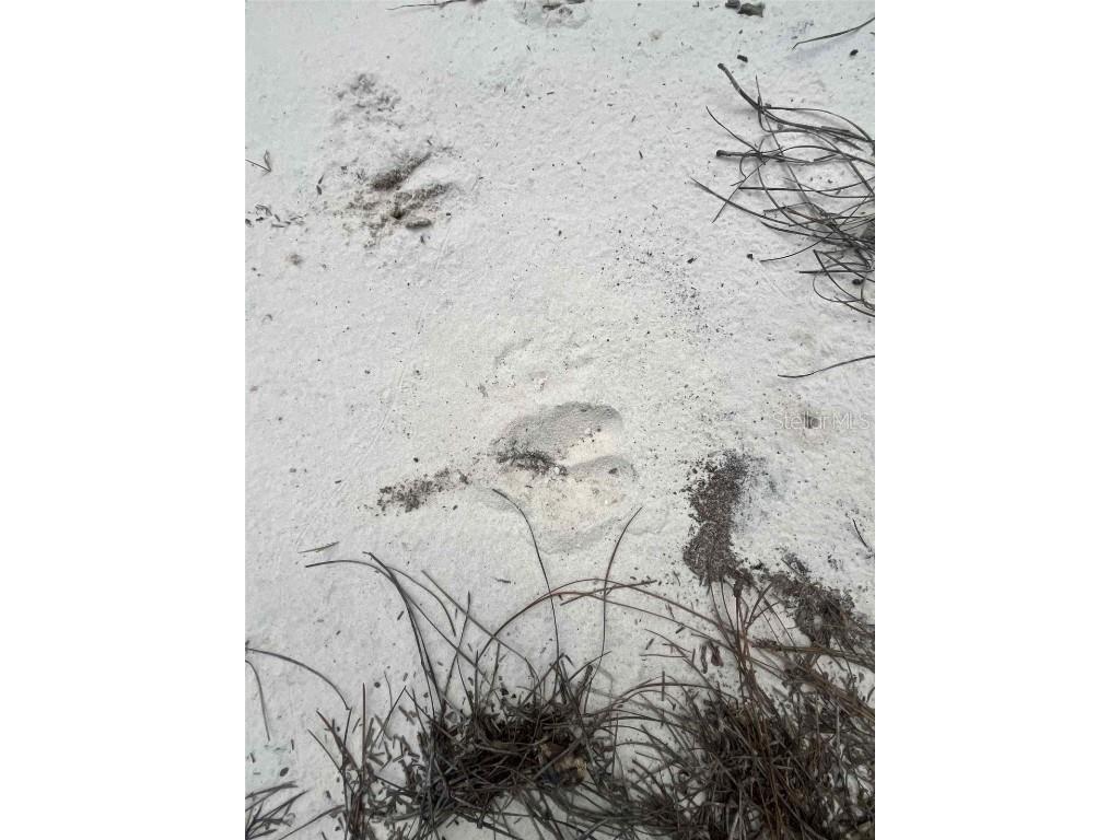 120 & 122 North Carolina Drive Satsuma FL 32189 V4944920 image10