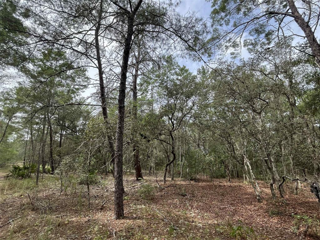 120 & 122 North Carolina Drive Satsuma FL 32189 V4944920 image3