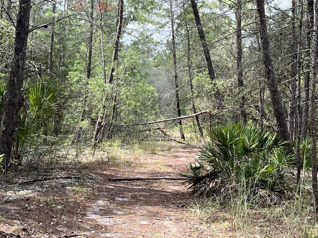 120 & 122 North Carolina Drive Satsuma FL 32189 V4944920 image9