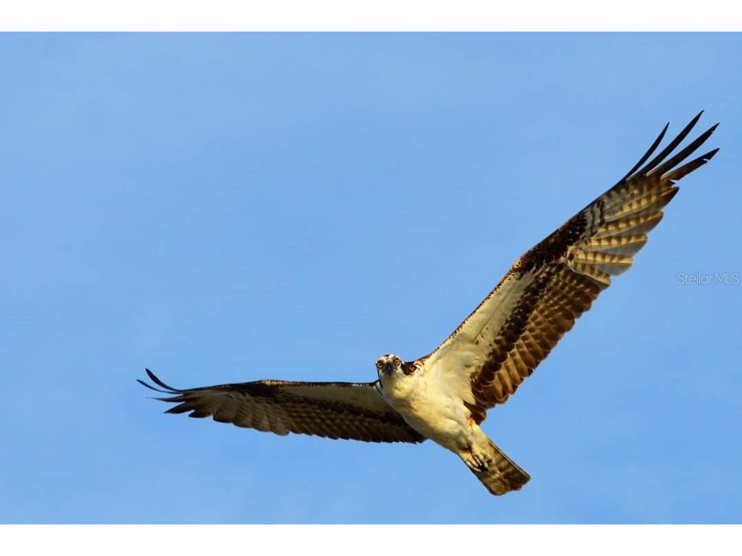 120 S Gulf Boulevard Placida FL 33946 - BOCILLA LAGOON D6140898 image26