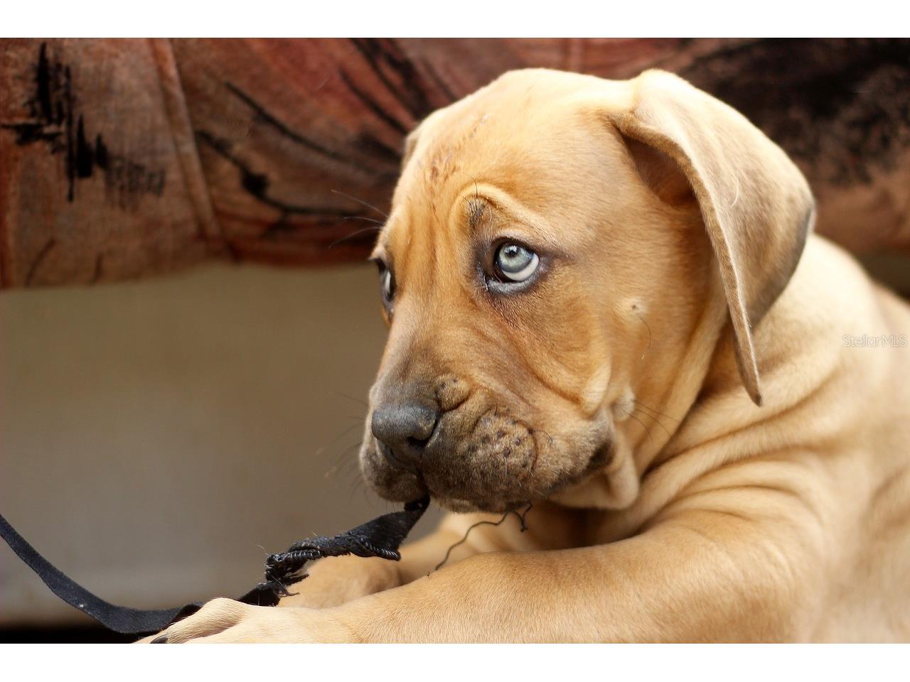 1200 Seahorse Lane Englewood FL 34224 - CATFISH CREEK TO AINGER CREEK D6143409 image96