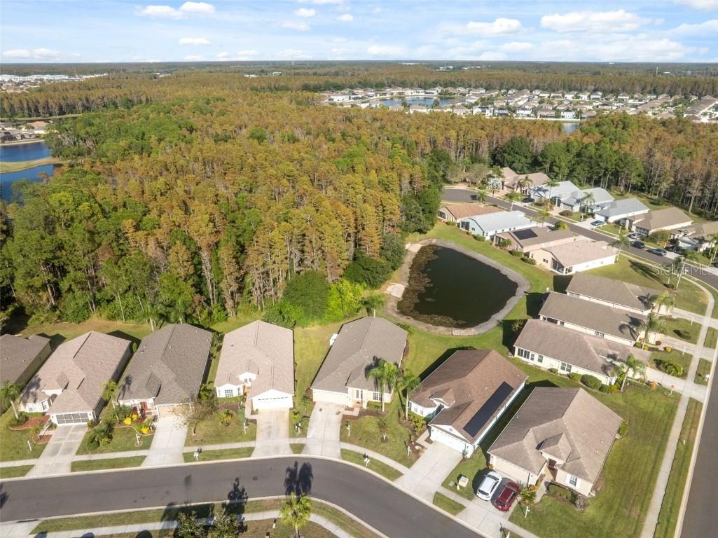 1201 Dustan Place Trinity FL 34655 W7880565 image54