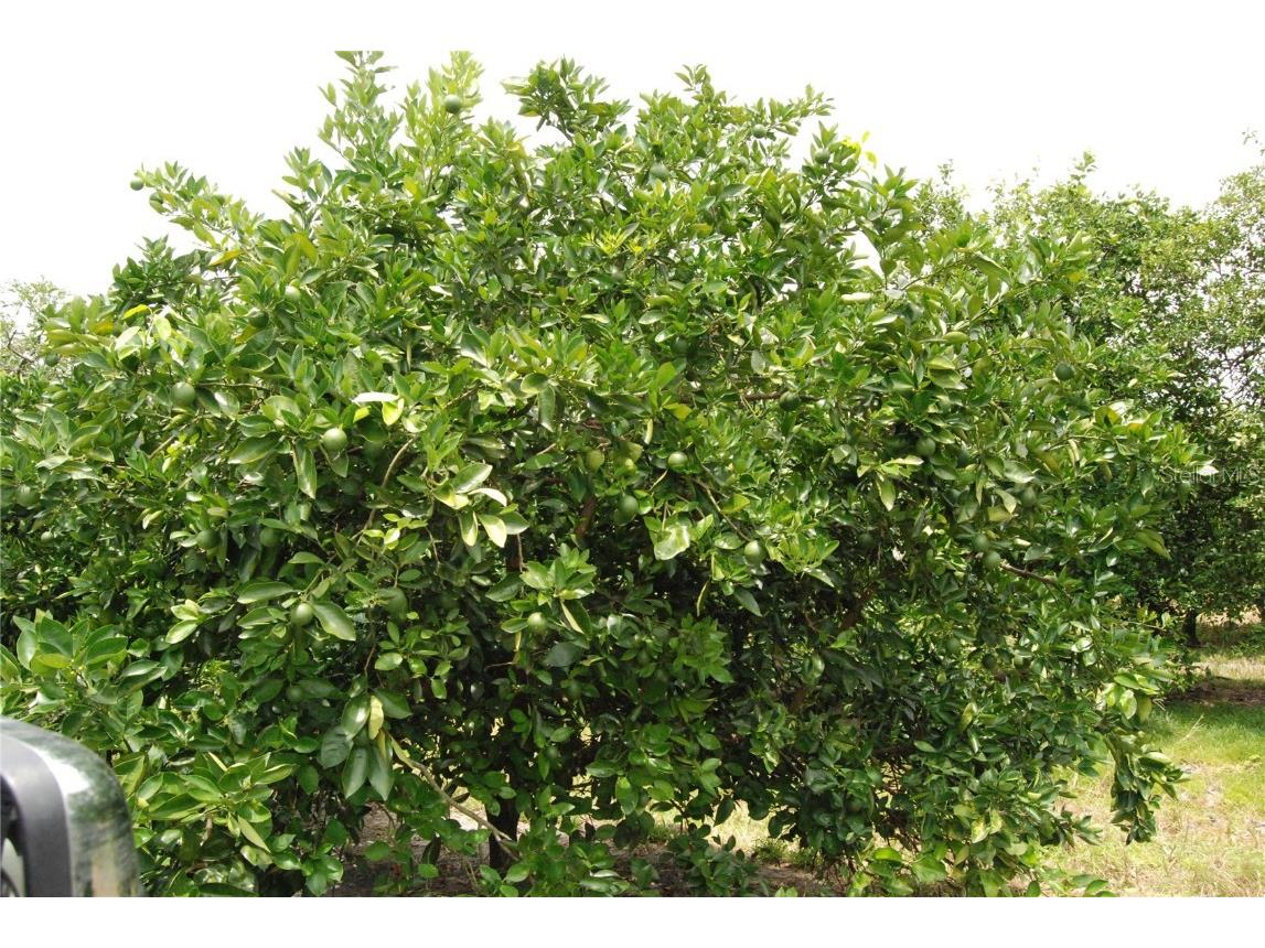 12010 NE Highway 70 #3-26-41 Arcadia FL 34266 O6244456 image1