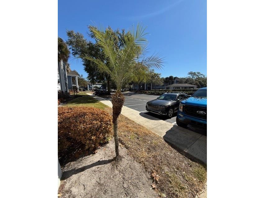 1203 Clubside Drive #1203 Longwood FL 32779 O6415241 image21