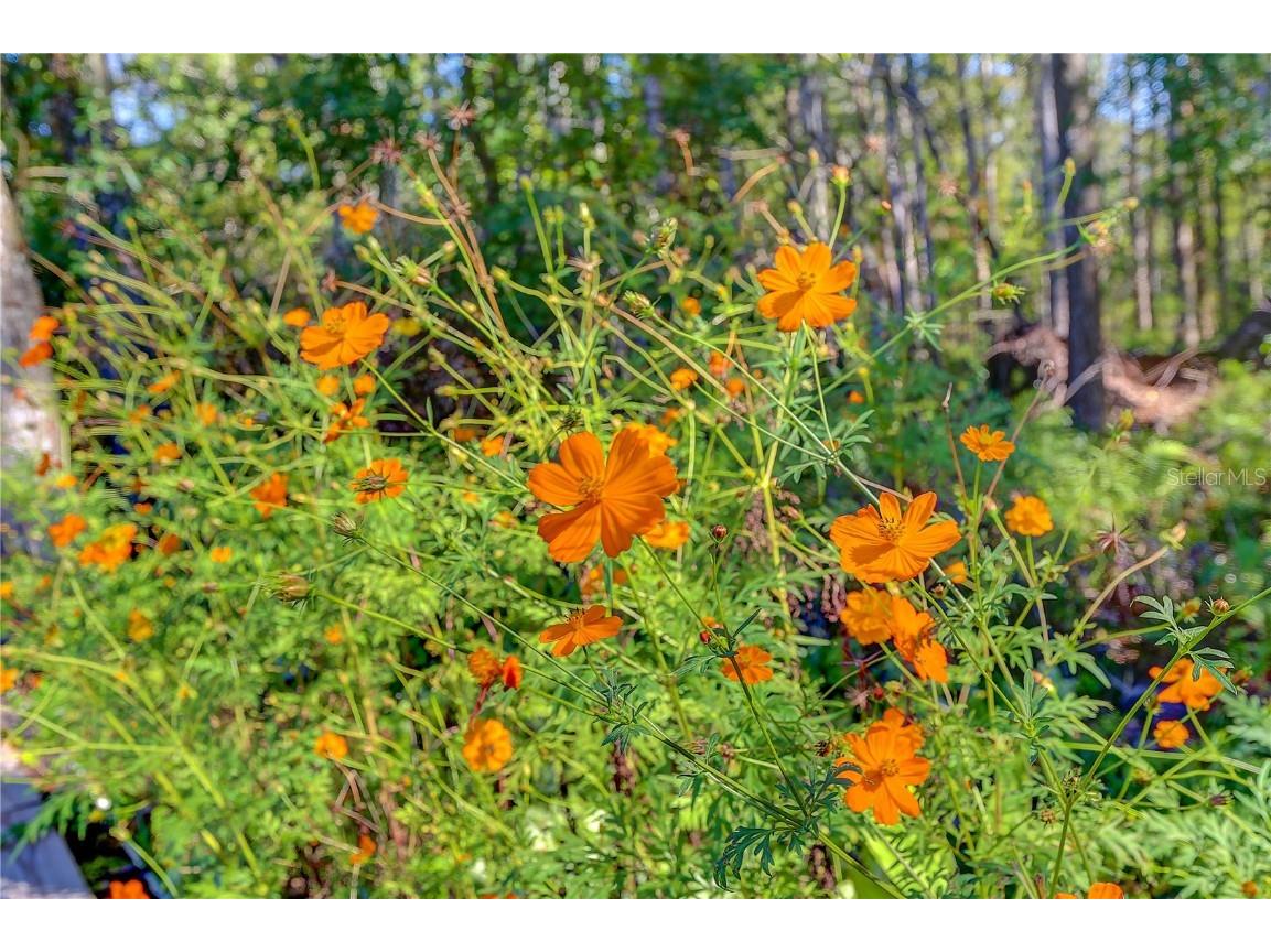 12054 Quail Ridge Drive Spring Hill FL 34610 TB8444211 image50