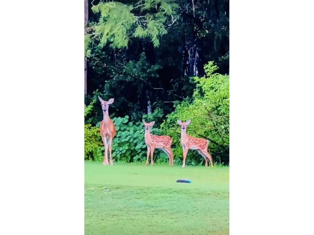 12054 Quail Ridge Drive Spring Hill FL 34610 TB8444211 image51