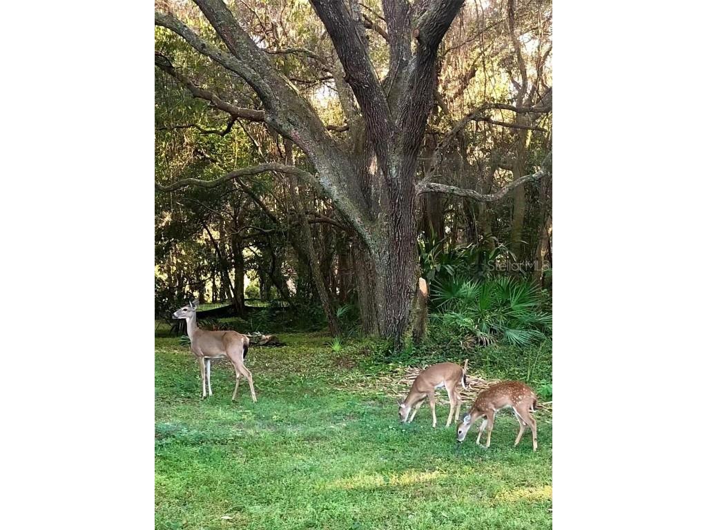 12054 Quail Ridge Drive Spring Hill FL 34610 TB8444211 image52