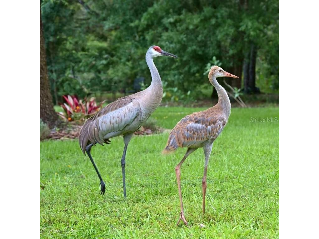 12054 Quail Ridge Drive Spring Hill FL 34610 TB8444211 image53