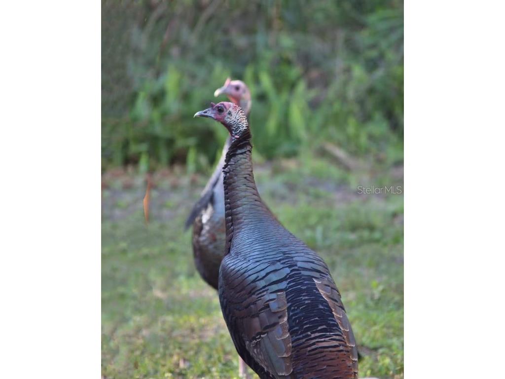 12054 Quail Ridge Drive Spring Hill FL 34610 TB8444211 image54