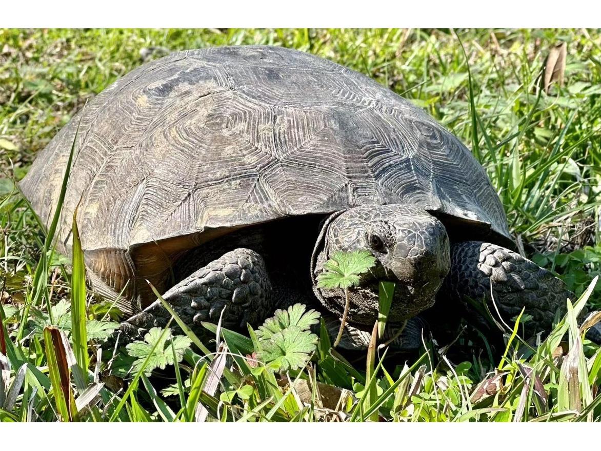 12054 Quail Ridge Drive Spring Hill FL 34610 TB8444211 image55