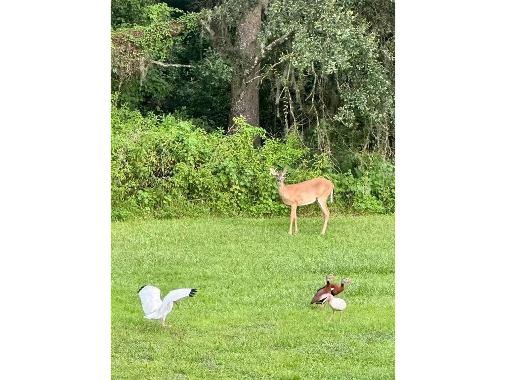 12054 Quail Ridge Drive Spring Hill FL 34610 TB8444211 image56