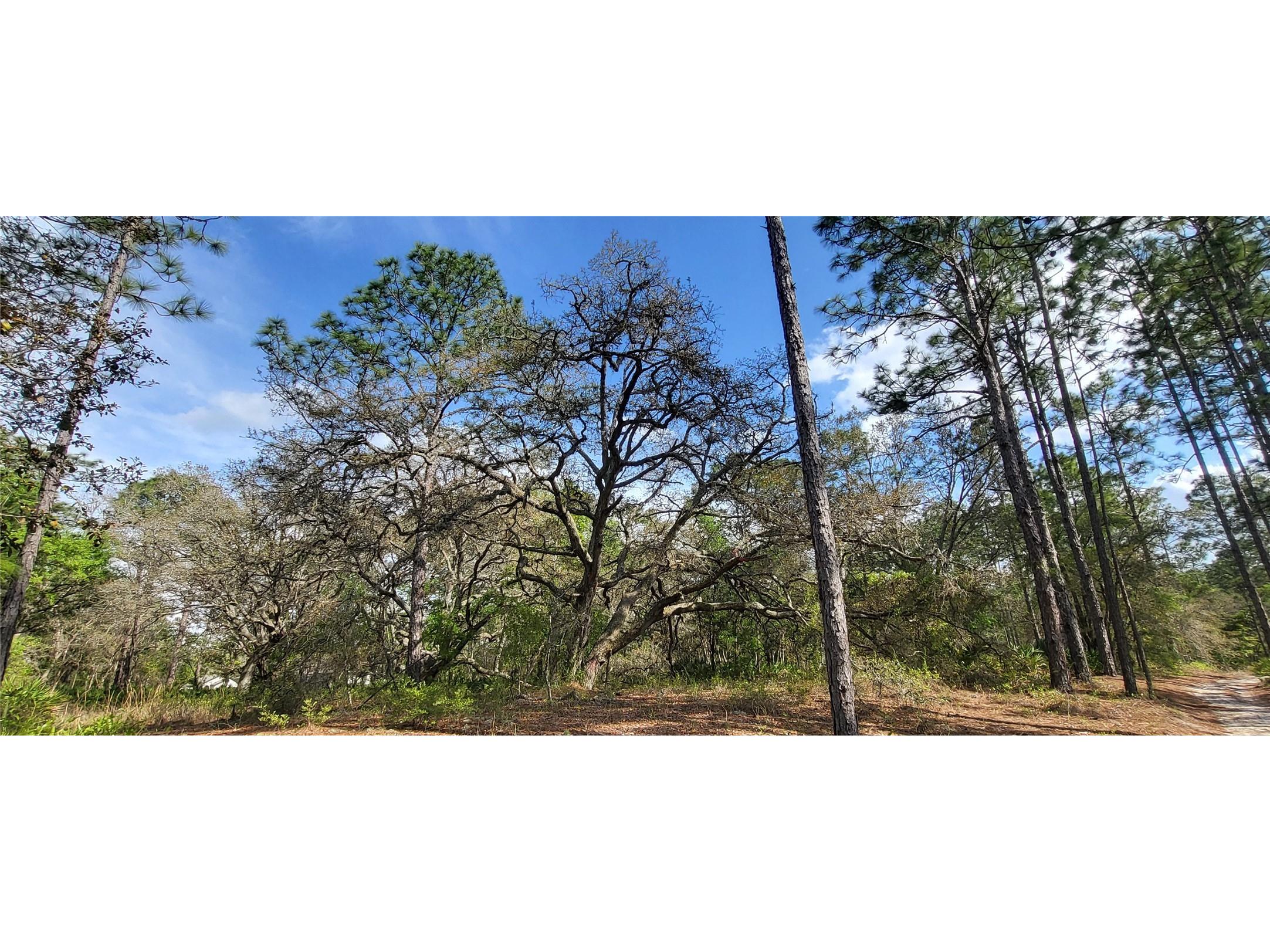 12090 Osprey Avenue Weeki Wachee FL 34614 W7882641 image1