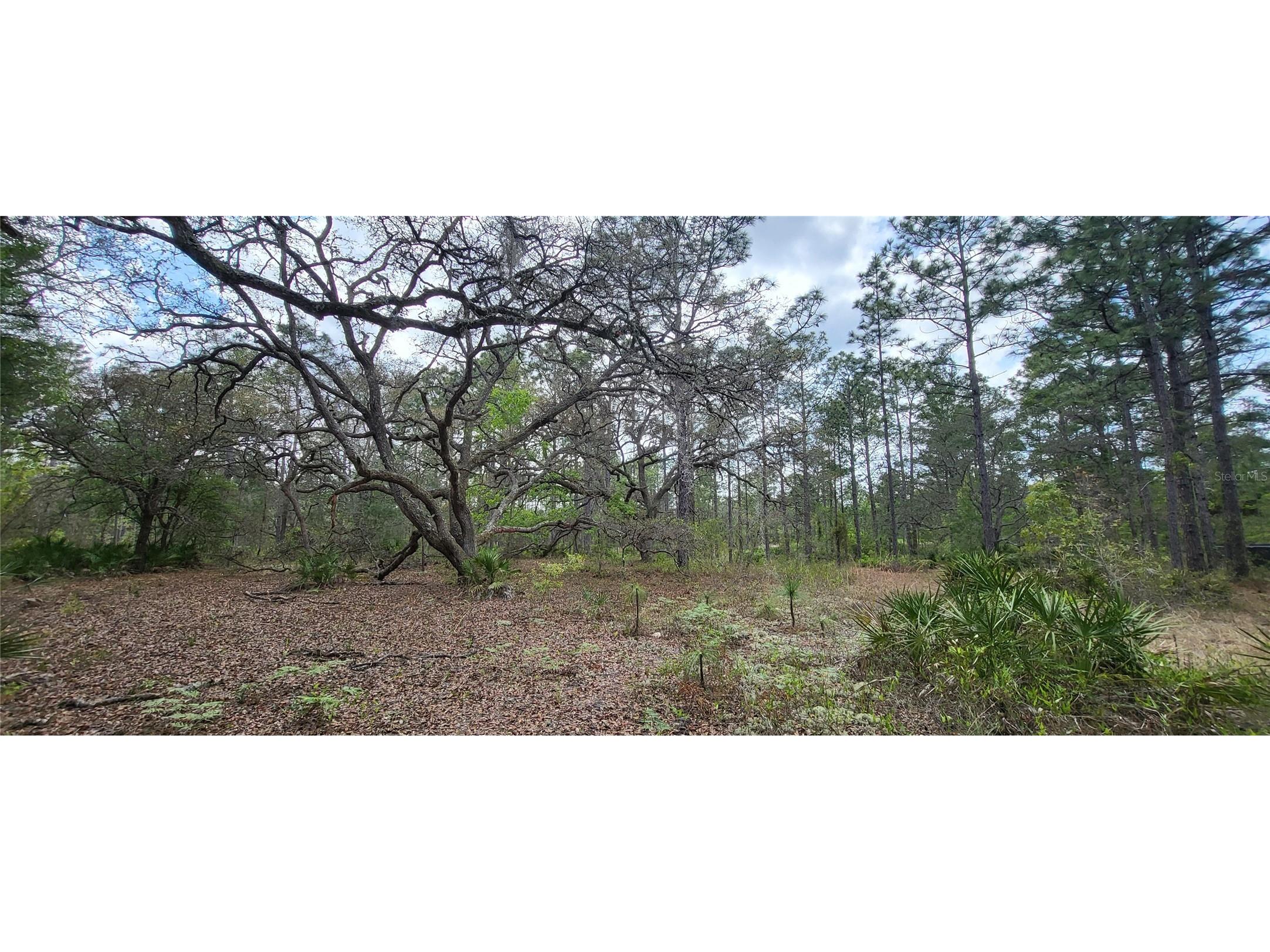 12090 Osprey Avenue Weeki Wachee FL 34614 W7882641 image3