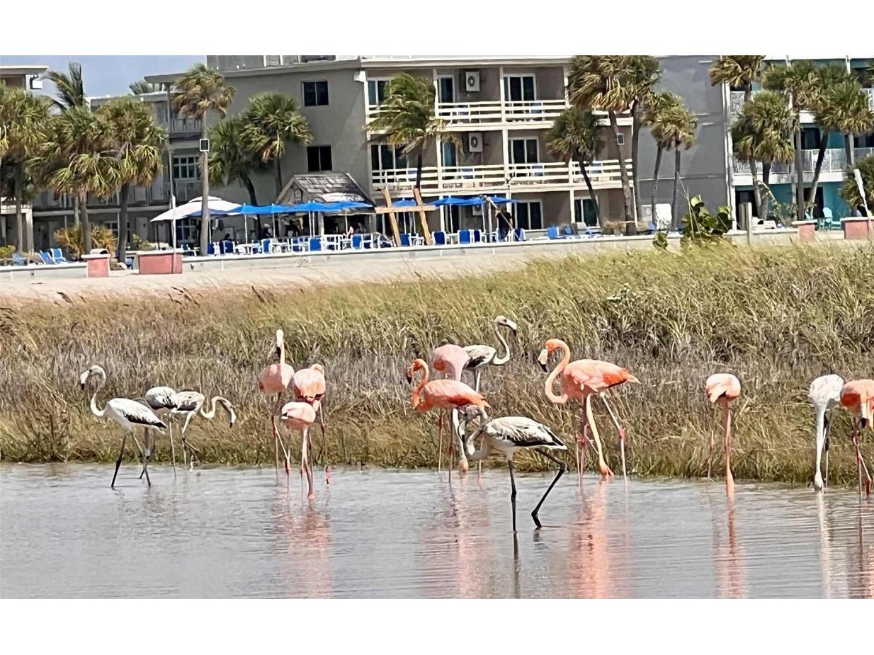 121 99th Avenue Treasure Island FL 33706 - INTRACOASTAL WATERWAY TB8435457 image58