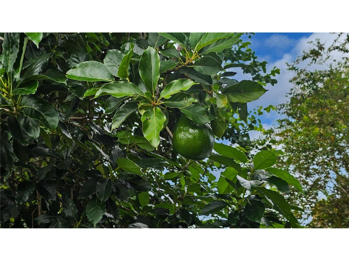 121 E Yelkca Terrace Edgewater FL 32132 NS1085906 image39