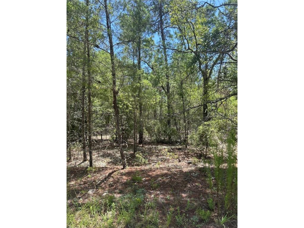 121 Pear Street Welaka FL 32193 OM705733 image1