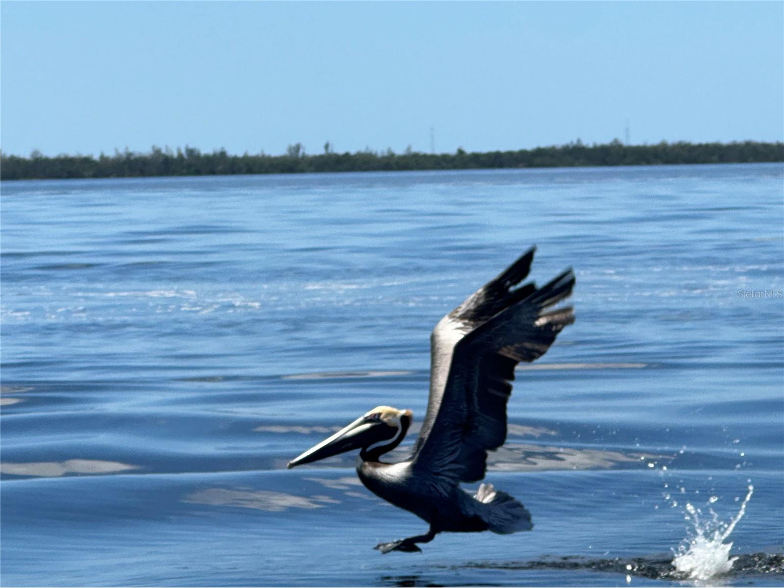 12121 Snow Bird Avenue Port Charlotte FL 33981 C7522343 image7
