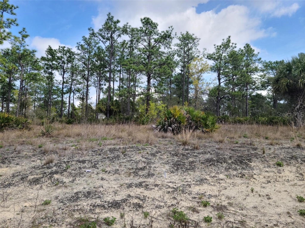 12121 Thrasher Avenue Weeki Wachee FL 34614 W7878933 image3