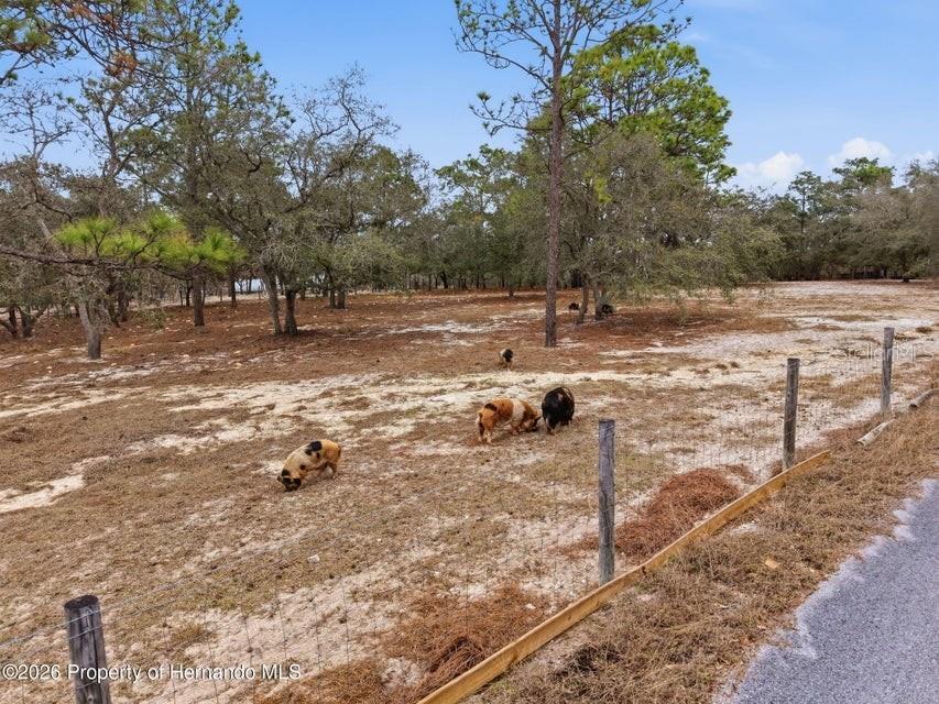 12124 Squeeze Avenue Brooksville FL 34614 W7883632 image61