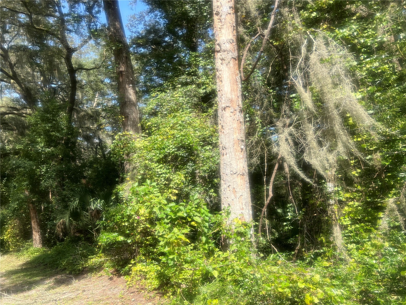 1215 Arredondo Grant Road De Leon Springs FL 32130 V4938730 image1