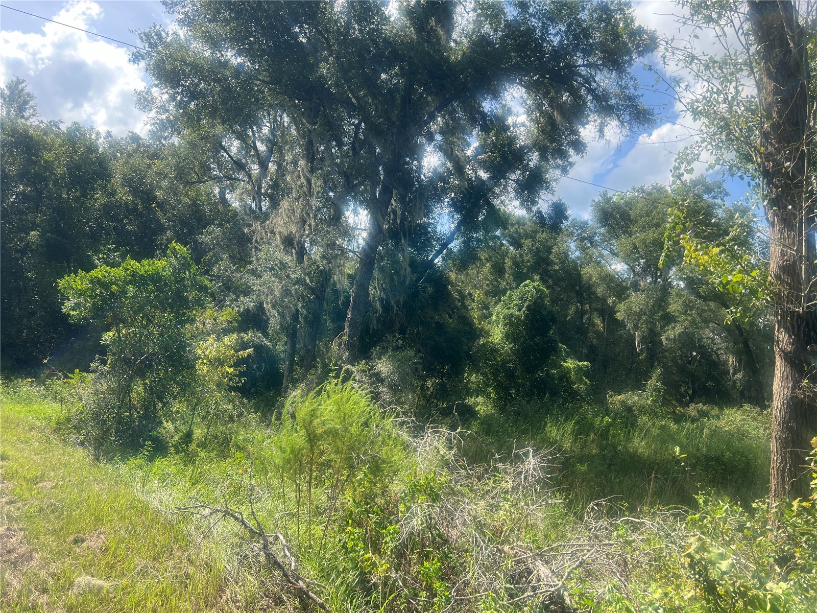 1215 Arredondo Grant Road De Leon Springs FL 32130 V4938730 image4