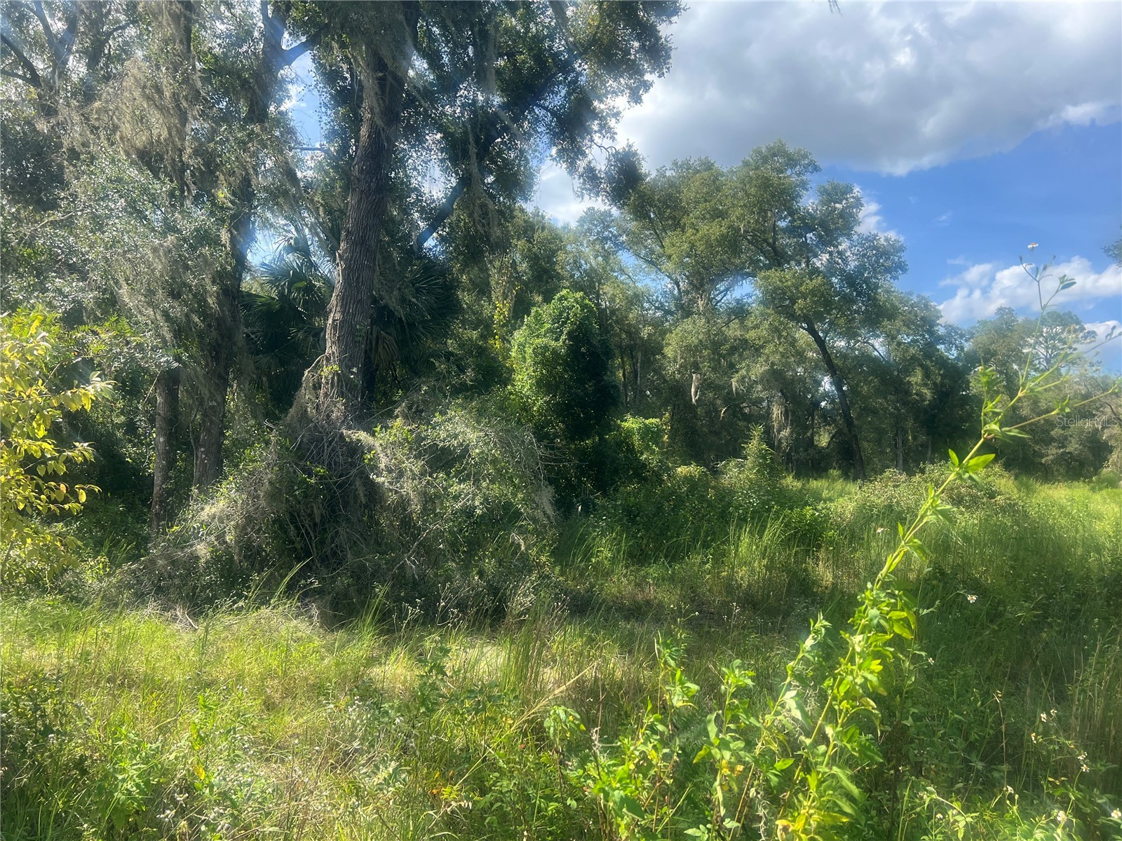 1215 Arredondo Grant Road De Leon Springs FL 32130 V4938730 image5