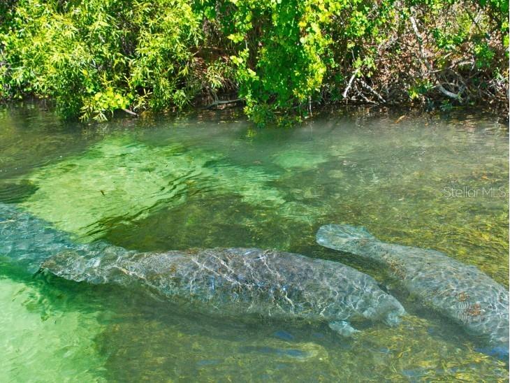 12156 Everglades Kite Road Weeki Wachee FL 34614 O6351710 image20