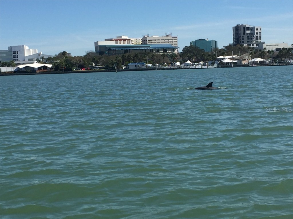 1216 S Missouri Avenue #107 Clearwater FL 33756 TB8430034 image20