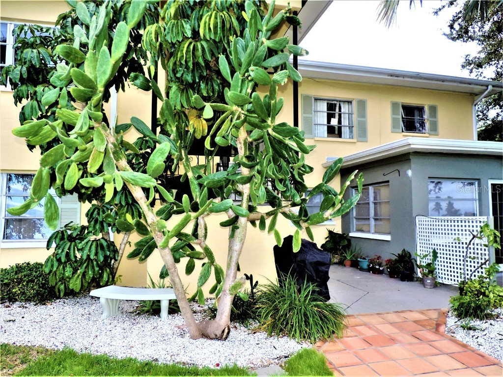 12175 3rd Street E #4 Treasure Island FL 33706 TB8440118 image19